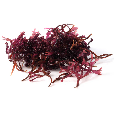 1 1cd8c3fa 738e 47d5 b514 85c61a60e084 480x480